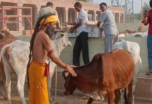 अन्नकूट महोत्सव का आयोजन