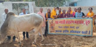 श्री छः न्याति ब्राह्मण महासंघ महिला शाखा द्वारा सांड शाला में नंदी पूजन संपन्न