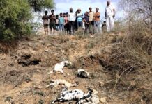 खेतड़ी क्षेत्र में जंगली जानवर का आतंक बरकरार, अशोक नगर में पांच बकरियों का किया शिकार