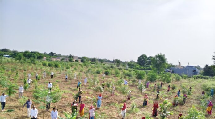 पौधों को राखी बांध महिलाओं ने गाए मंगल गीत, लिया हरियाली बचाने का संकल्प सारी गांव के जीजाडिया जोहड़ में रक्षाबंधन पर पौधों को राखी बांधती महिलाएं।