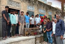 पपुरना गांव में मथुरा से आई विशेष टीम द्वारा बंदरों का रेस्क्यू अभियान