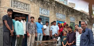 पपुरना गांव में मथुरा से आई विशेष टीम द्वारा बंदरों का रेस्क्यू अभियान