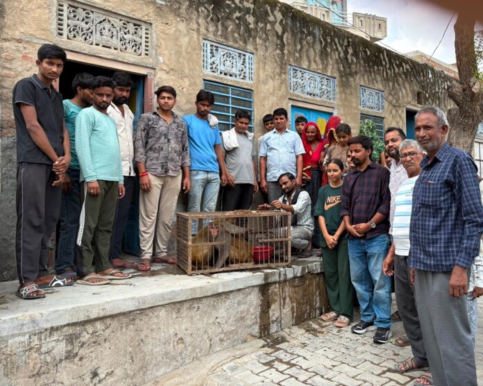 6 Large पपुरना गांव में मथुरा से आई विशेष टीम द्वारा बंदरों का रेस्क्यू अभियान