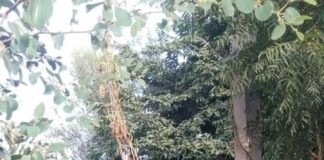 अशोकनगर में रातों-रात बिजली की डीपी चोरी , गांव की बत्ती गुल अशोकनगर गांव में बिजली के पोल से डीपी चोरी होने के बाद मौके का निरीक्षण करते बिजली विभाग के अधिकारी