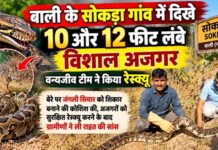 बाली के सोकड़ा गांव में दिखे 10 और 12 फीट लंबे विशाल अजगर, वन्यजीव टीम ने किया रेस्क्यू पाली के बाली उपखंड के सोकड़ा गांव में मिले 10 और 12 फीट लंबे विशाल अजगरों का वाइल्ड एंड स्ट्रीट एनिमल रेस्क्यू टीम द्वारा सुरक्षित रेस्क्यू