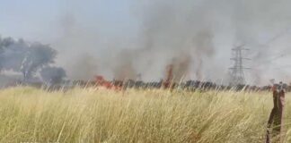 सिंघाना के गुजरवास में आग से जली बाजरे और ग्वार की कटी फसल