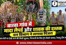 बारवा गांव में मादा लैपर्ड और शावक की मौजूदगी के बाद वन विभाग द्वारा लगाया गया पिंजरा और निगरानी के लिए ट्रैप कैमरे