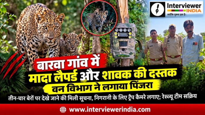 बारवा गांव में तेंदुआ मां और शावक Large बारवा गांव में मादा लैपर्ड और शावक की मौजूदगी के बाद वन विभाग द्वारा लगाया गया पिंजरा और निगरानी के लिए ट्रैप कैमरे